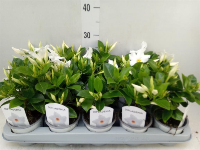 <h4>Mandevilla sand. 'Rio White'</h4>