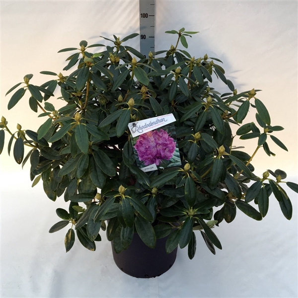 <h4>Rhodo. catawbiense 'Grandiflorum' purple</h4>