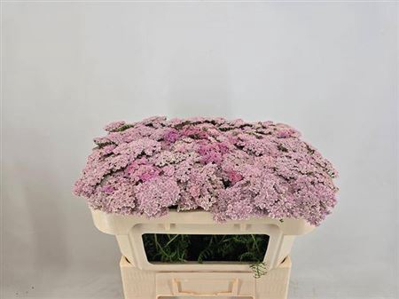 <h4>Achillea M Pink Floyd</h4>