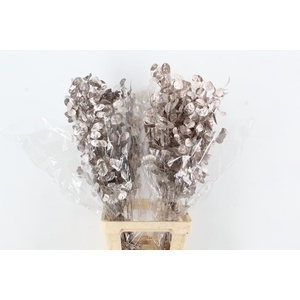 DF Lunaria Bs Champagne