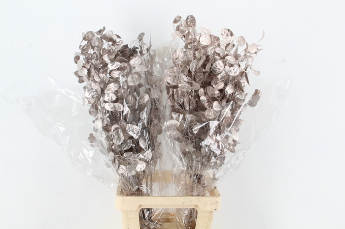 <h4>DF Lunaria Bs Champagne</h4>