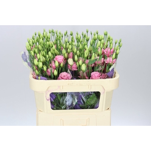 Eust Du Rosita Light Pink