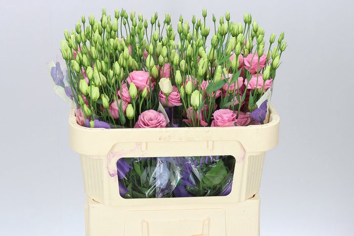 <h4>Eust Du Rosita Light Pink</h4>