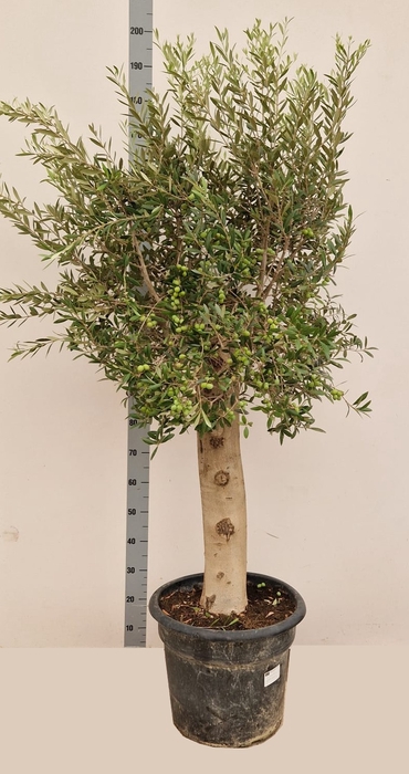 OLEA EUROPAEA