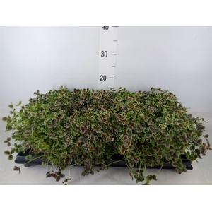 Trifolium repens 'Estelle'