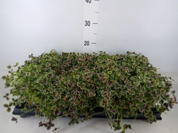 <h4>Trifolium repens 'Estelle'</h4>