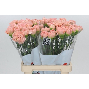 Dianthus St Lege Marrone