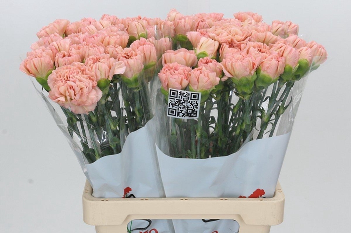 <h4>Dianthus St Lege Marrone</h4>