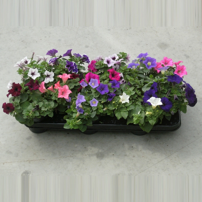 <h4>Petunia gem kleur/laag</h4>