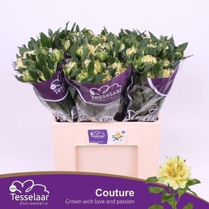 ALSTROEMERIA FASHIONISTA COUTURE 30