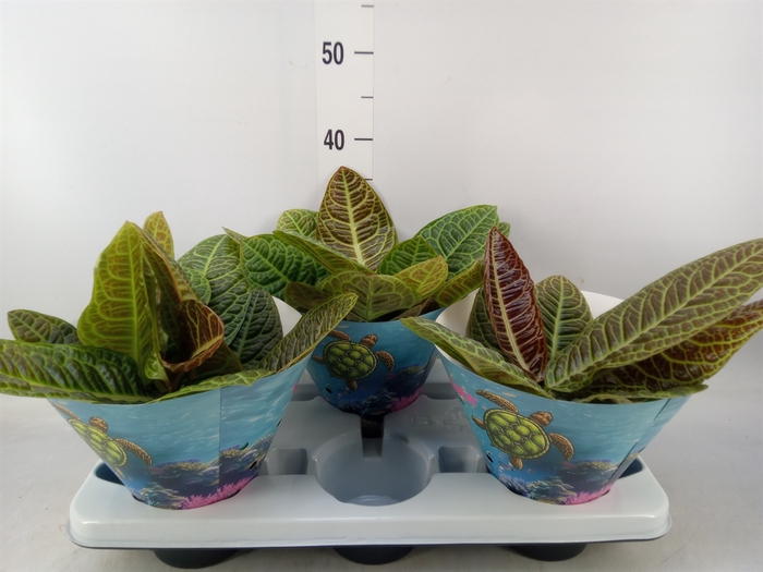 <h4>Labisia obtusifolia 'Kura Kura'</h4>
