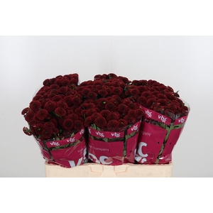 Chr San Aaa Purp Red