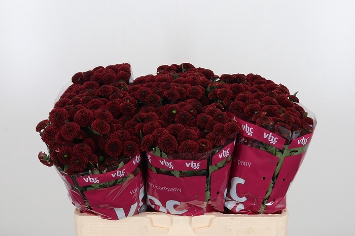 <h4>Chr San Aaa Purp Red</h4>