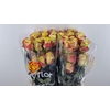 R GR JOURNEY Welyflor
