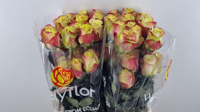 R GR JOURNEY Welyflor