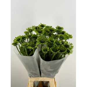 ECHI GREEN OMBRE