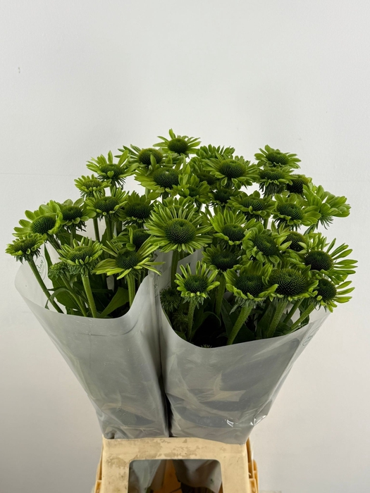 ECHI GREEN OMBRE
