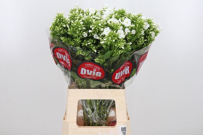 <h4>Phlox Icecap</h4>