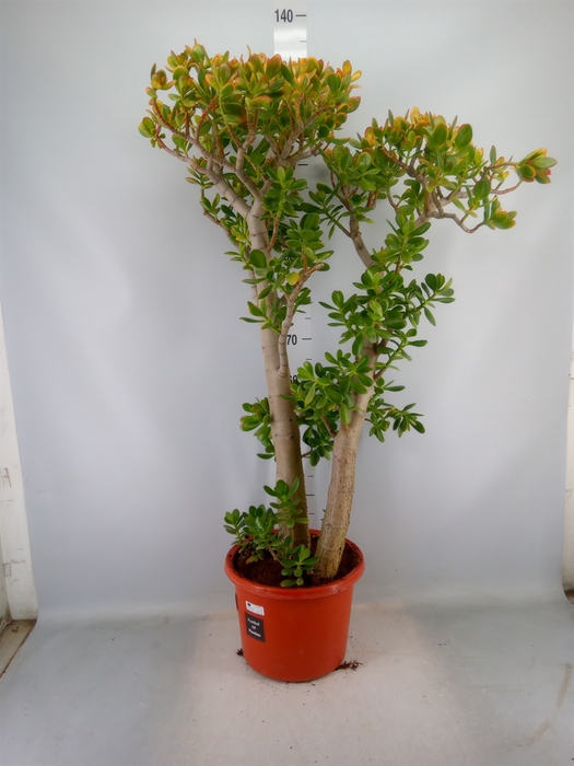 <h4>Crassula ovata 'Sunset'</h4>