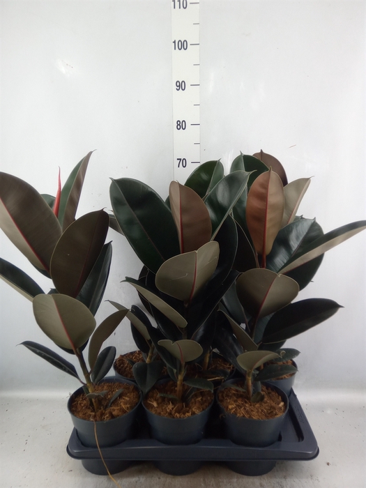 <h4>Ficus elastica 'Abidjan'</h4>