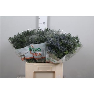 Eryn Mag Blue Lagoon