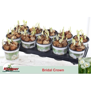 NARC D BRIDAL CROWN