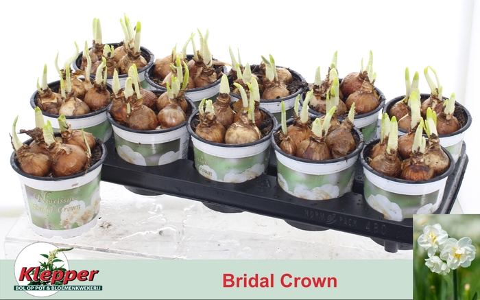 <h4>NARC D BRIDAL CROWN</h4>