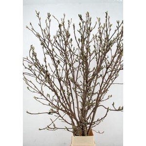 MAGNOLIA SUPERBA 240CM