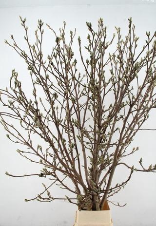 <h4>MAGNOLIA SUPERBA 240CM</h4>