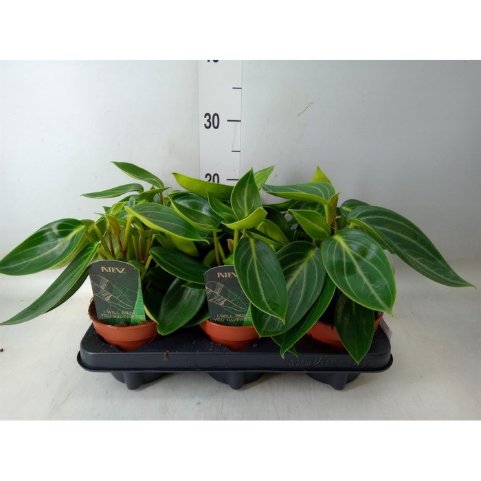 <h4>Peperomia</h4>