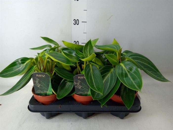 <h4>Peperomia</h4>