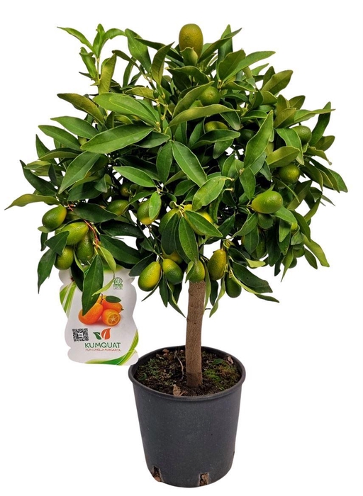 <h4>CITR MARGARITA</h4>