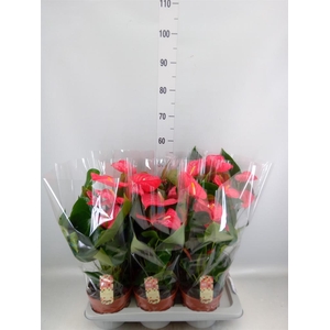Anthurium andr. 'California'