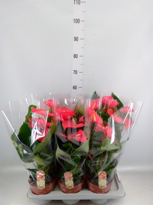 <h4>Anthurium andr. 'California'</h4>