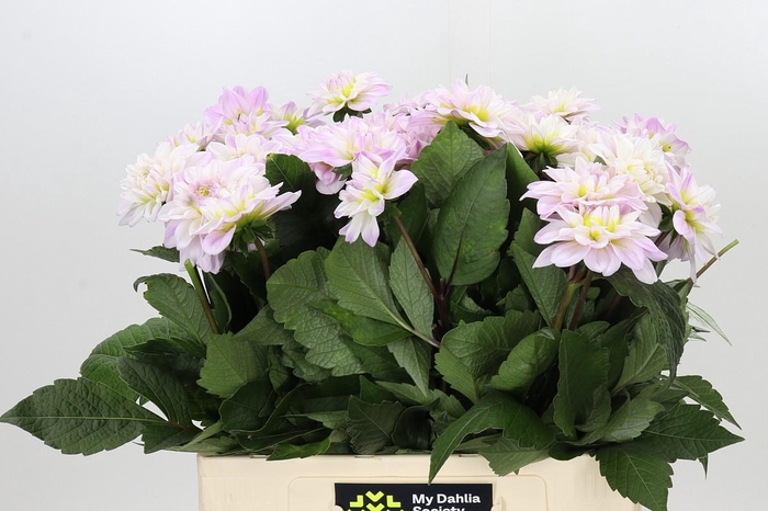 <h4>Dahlia Cayen</h4>