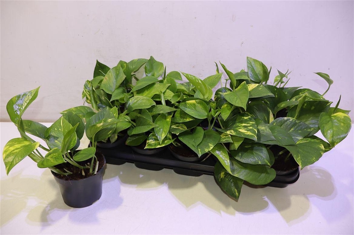 <h4>arr8 Epipr Aureum</h4>