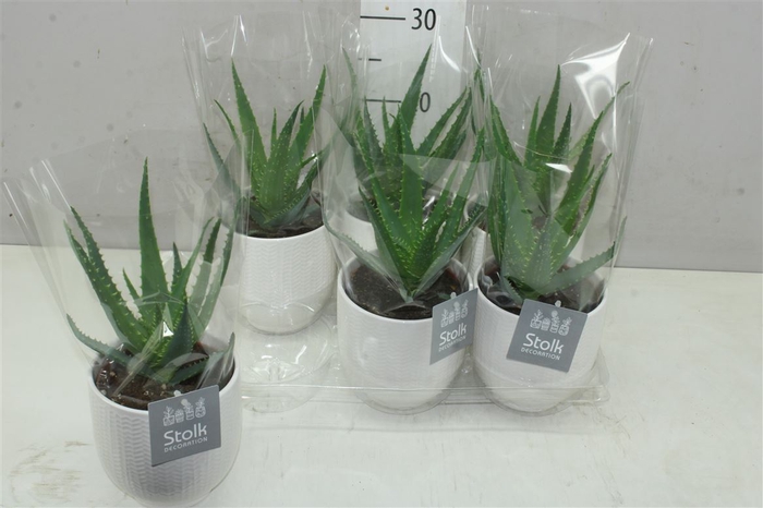 <h4>Aloe Arborescens Liv Keramiek</h4>