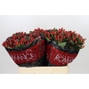 Hypericum True Romance