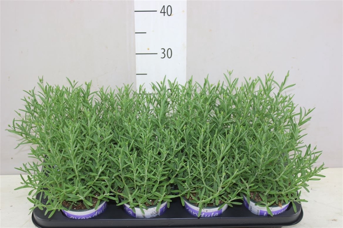 <h4>Lavandula An Hidcote Blue Blauw</h4>