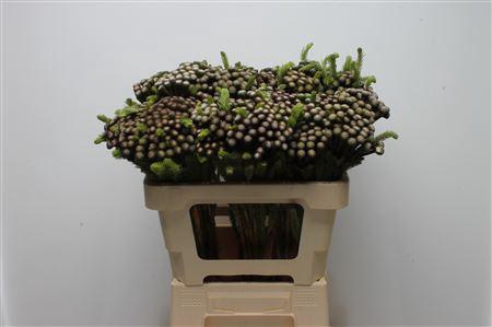 <h4>Kaaps Brunia Albiflora 50cm</h4>