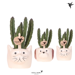 Kolibri Greens Stapelia Leendertziae in Cat & Dog pot mix