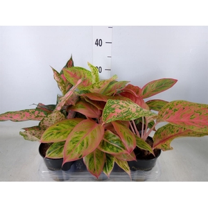 Aglaonema   ...