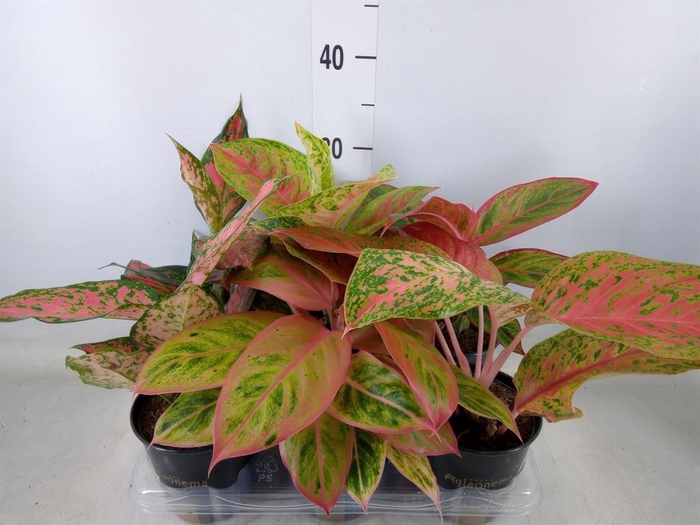 <h4>Aglaonema   ...</h4>