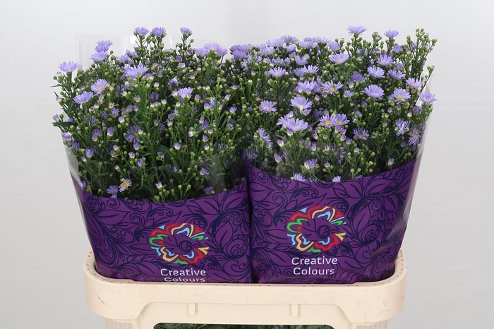 <h4>Aster Cassandra</h4>