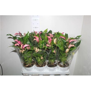 Anthu Zizou 8-10 Bloemen+