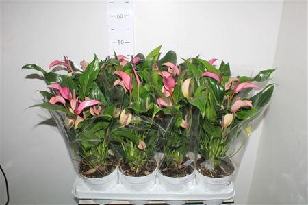 <h4>Anthu Zizou 8-10 Bloemen+</h4>