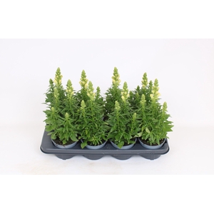 Antirrhinum Majus geel