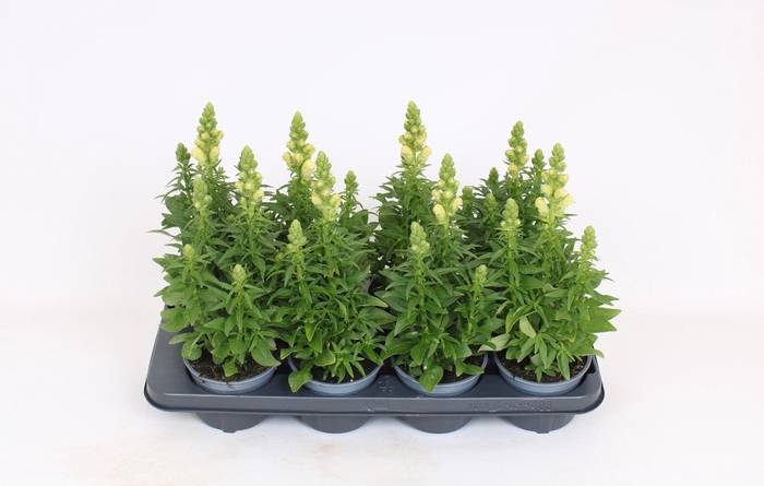 <h4>Antirrhinum Majus geel</h4>