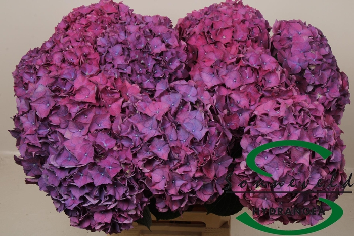 <h4>HYDR M SIBILLA PA</h4>