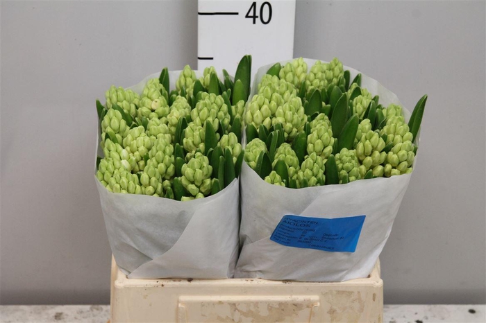 <h4>Hyac Aiolos</h4>